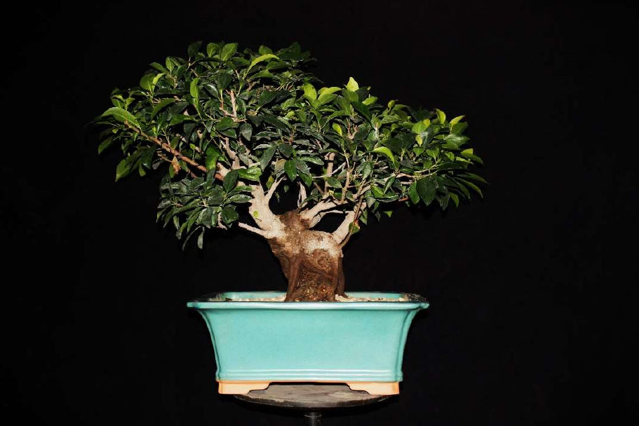 Ficus (gran tamaño) - Ejemplar 12 años
