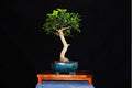 Ficus - Ejemplar 5 años