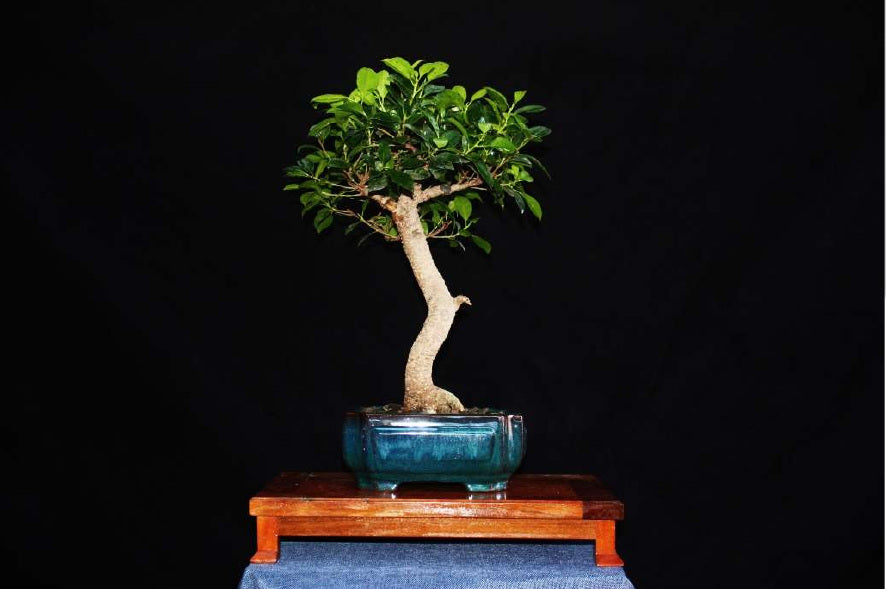 Ficus - Ejemplar 5 años
