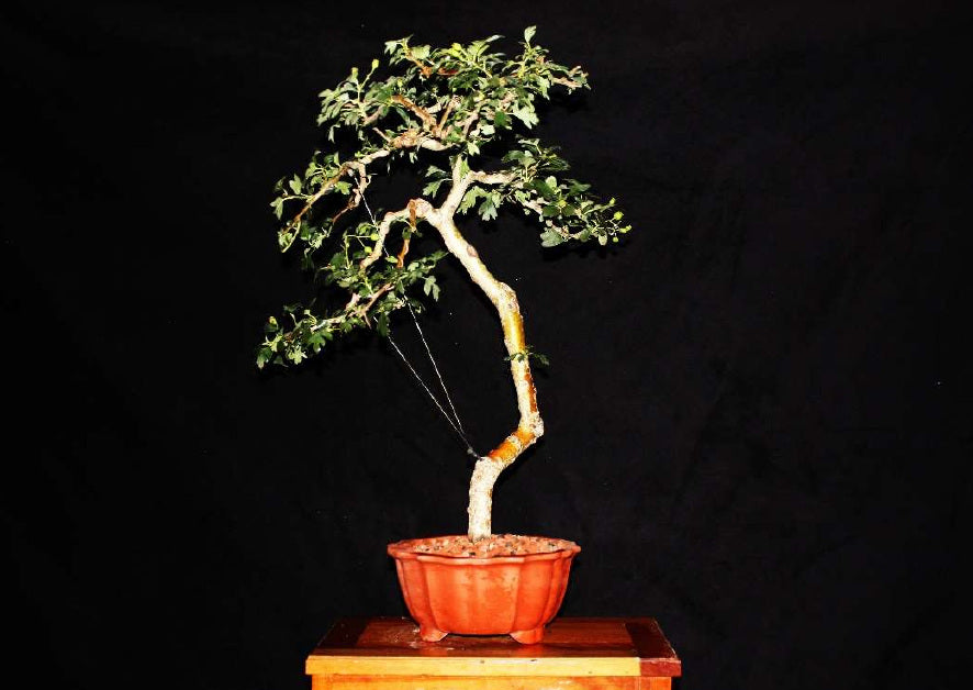 Crataegus - Ejemplar 8 años