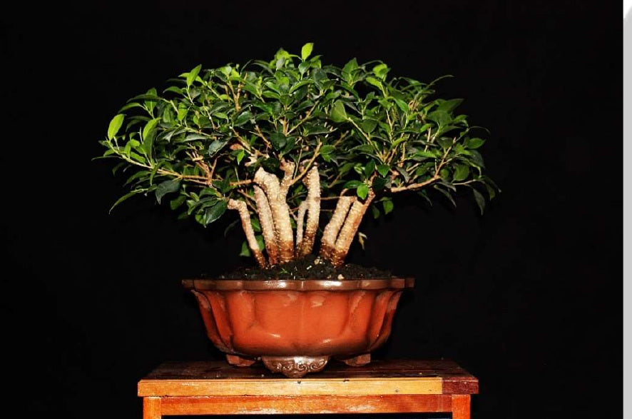 Ficus microcarpa var Tiger bark - Ejemplar 6 años
