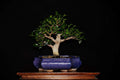 Ficus microcarpa var Tiger bark - Ejemplar 6 años