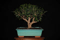Ficus microcarpa var Tiger bark - Ejemplar 7 años