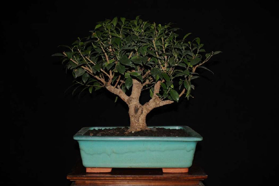 Ficus microcarpa var Tiger bark - Ejemplar 7 años