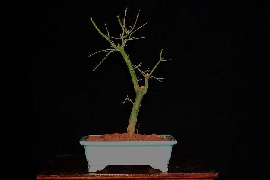 Acer - Ejemplar 3 años