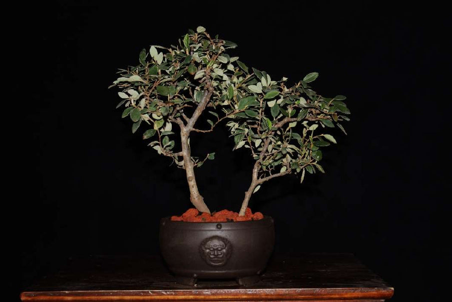 Cotoneaster - Ejemplar 2 años